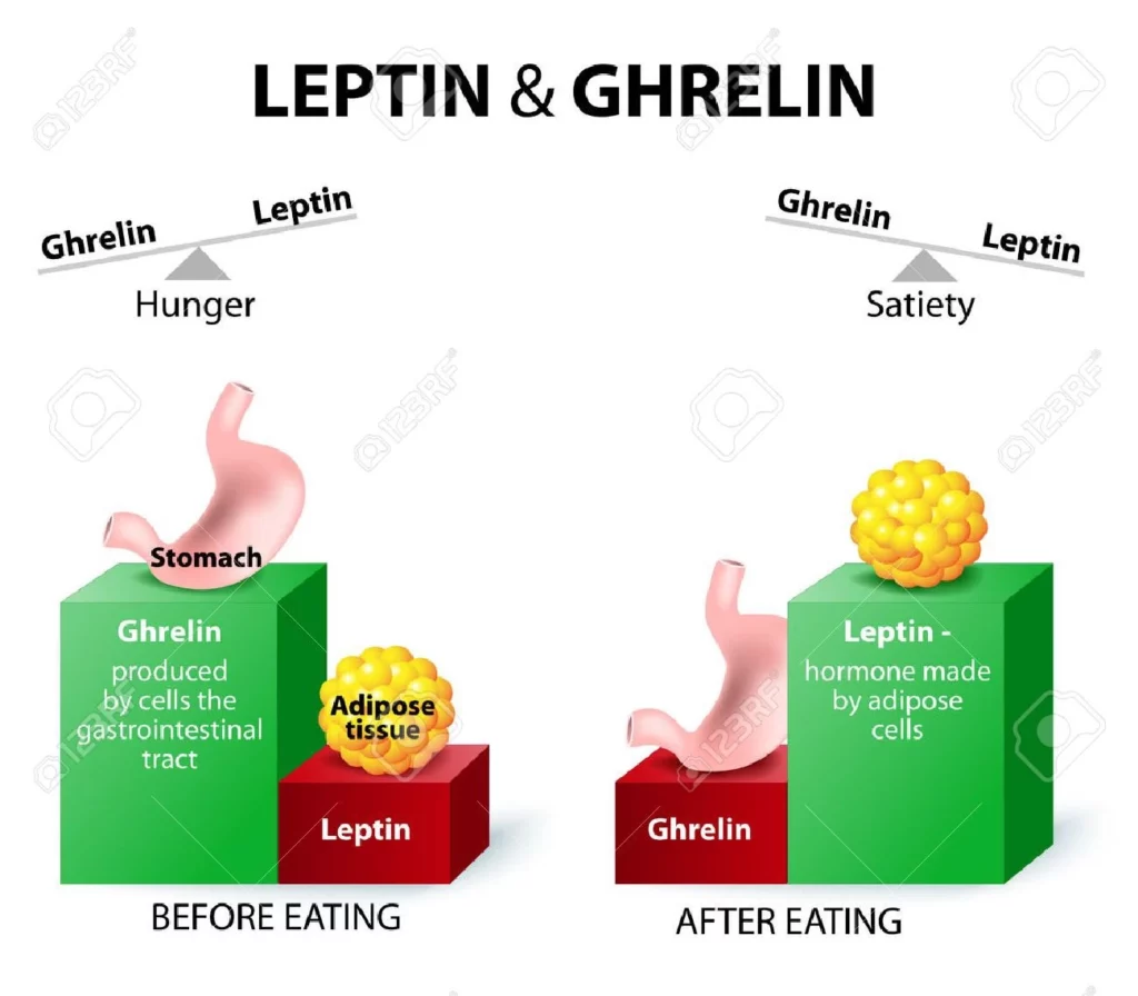 Leptin und Ghrelin Infografik