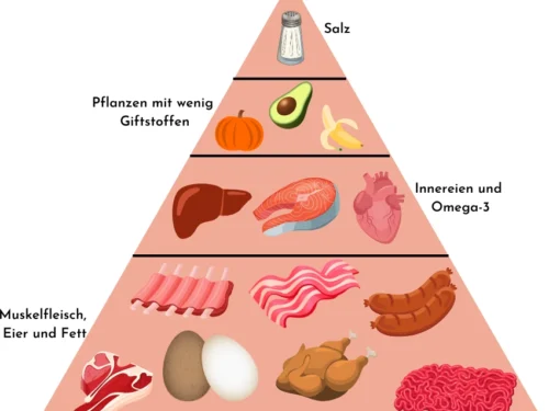 carnivore Ernährungspyramide